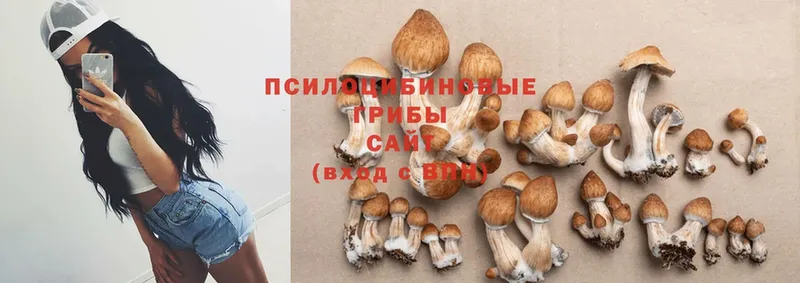 цена   Осинники  Псилоцибиновые грибы Magic Shrooms 